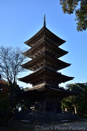 妙成寺～北陸の大伽藍と御会式の花_b0155692_147522.jpg