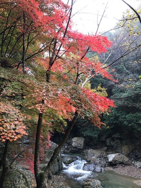 摂津峡_f0204295_20540739.jpg