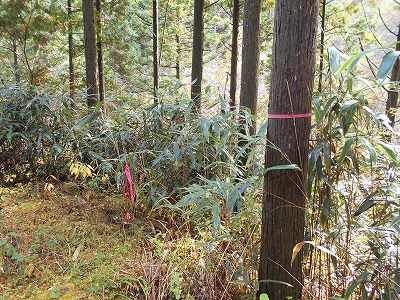 f0308898_17295836.jpg