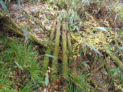 f0308898_17303564.jpg