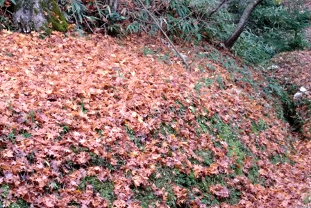 色 いろいろ_a0236300_2350323.jpg