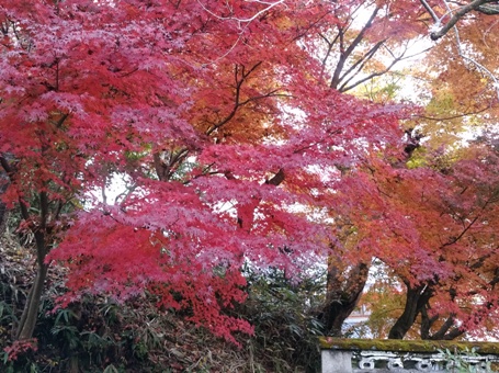 色 いろいろ_a0236300_23536100.jpg