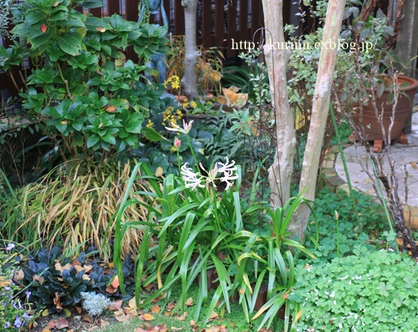 a0123003_23104569.jpg