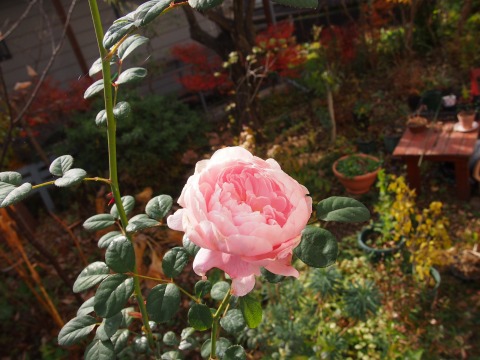 c0117007_231118.jpg
