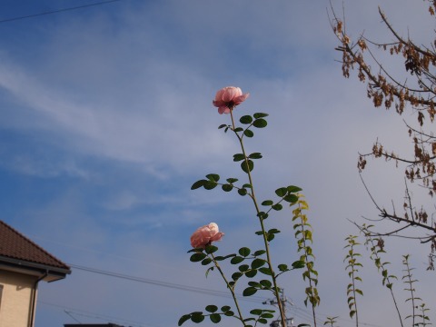 c0117007_231163.jpg