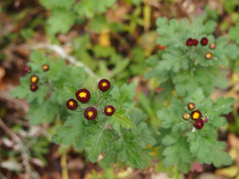 c0117007_2355923.jpg