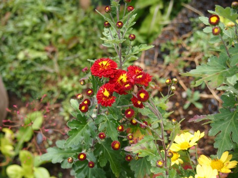 c0117007_2362999.jpg