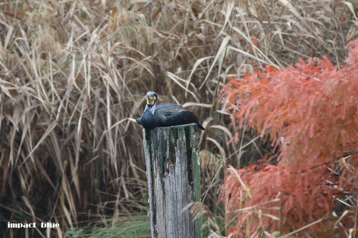 紅の池で(#^.^#)_a0355908_15232937.jpg