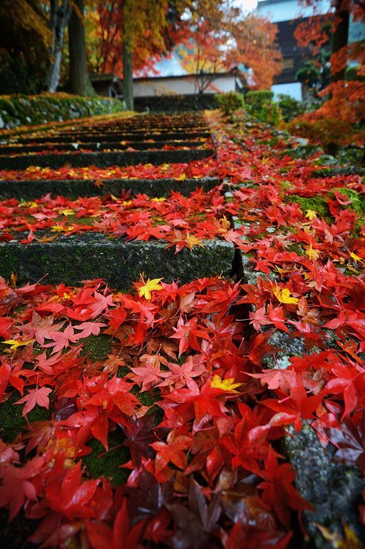 2016京都の紅葉＠須知　玉雲寺_f0032011_18395465.jpg