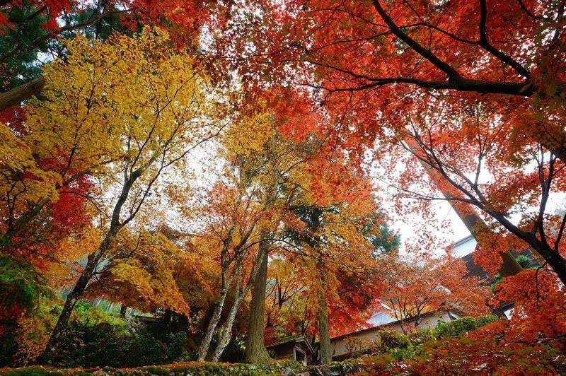 2016京都の紅葉＠須知　玉雲寺_f0032011_18453751.jpg