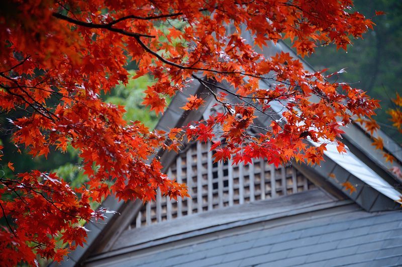 2016京都の紅葉＠須知　玉雲寺_f0032011_18453896.jpg