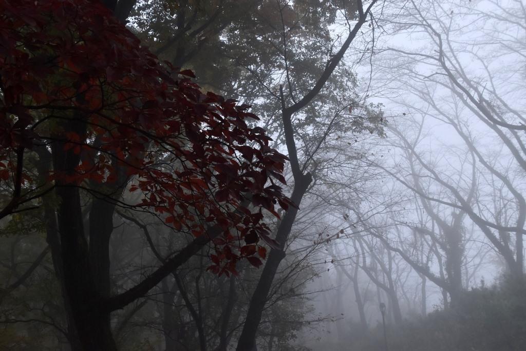 2016/11/20 織姫神社・もみじ谷～行道山・浄因寺_a0340812_18143854.jpg