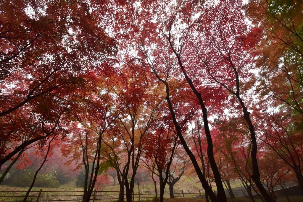 2016/11/20 織姫神社・もみじ谷～行道山・浄因寺_a0340812_18145881.jpg