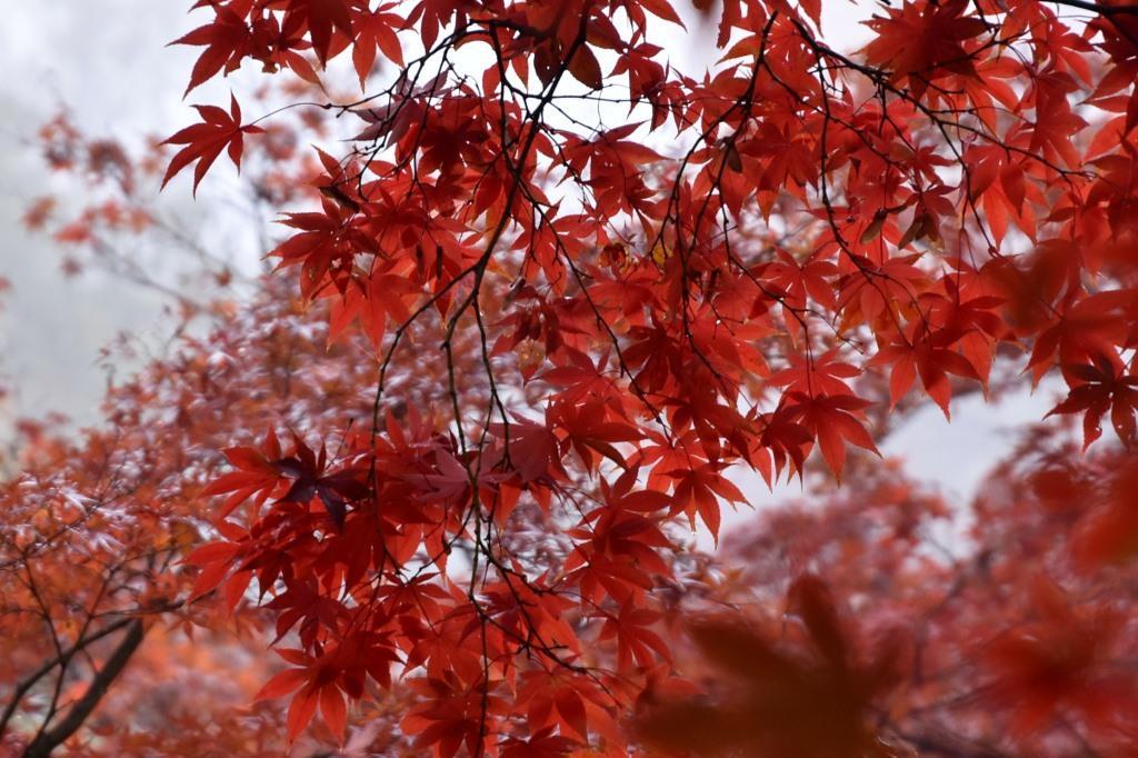 2016/11/20 織姫神社・もみじ谷～行道山・浄因寺_a0340812_18151323.jpg