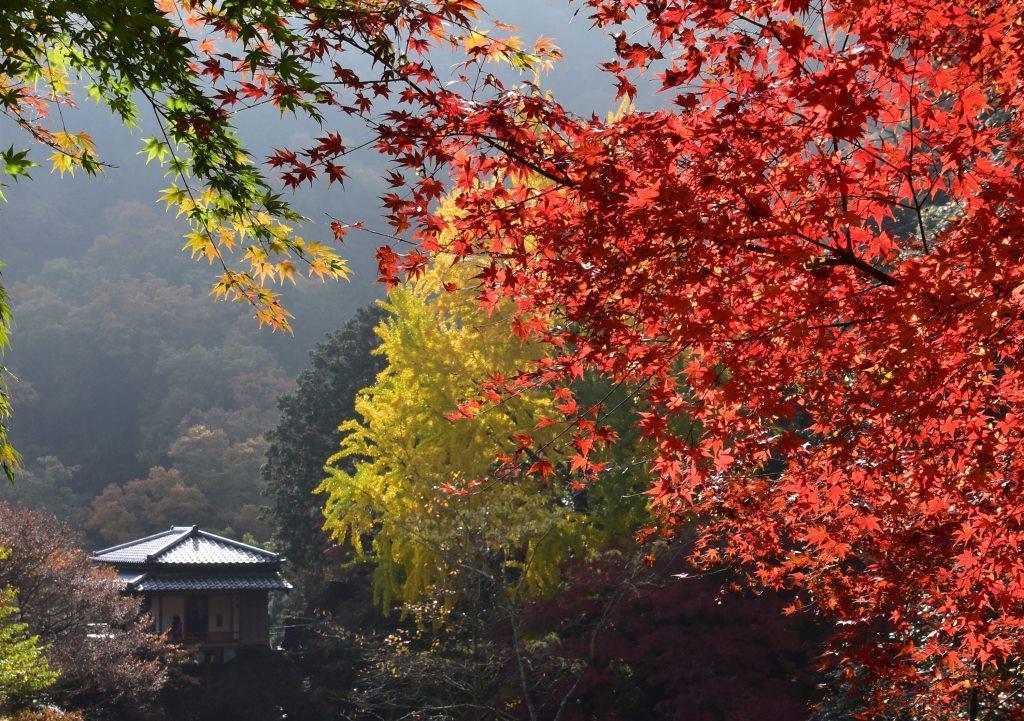 2016/11/20 織姫神社・もみじ谷～行道山・浄因寺_a0340812_18160417.jpg