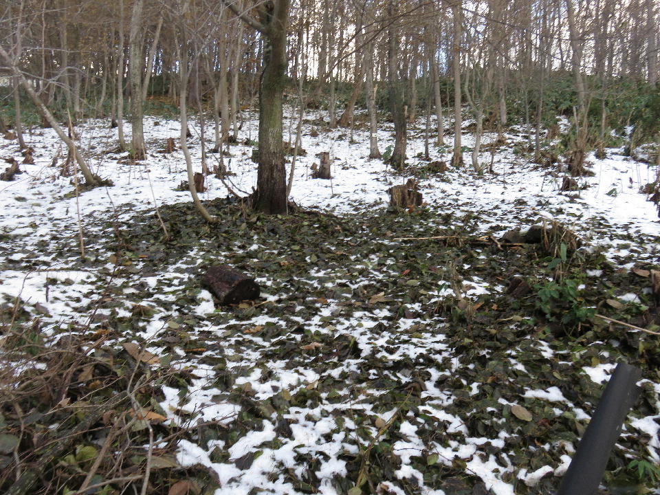 平成２８年１１月１２日 土 高川山林 野ネズミ被害防止対策 倒木処理 間伐ボランティア 札幌ウッディーズ 活動の記録