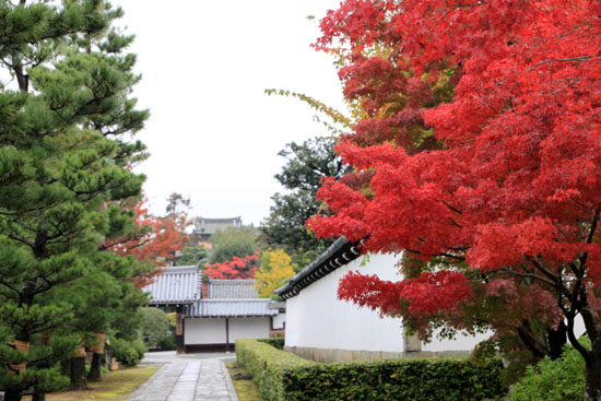 紅葉探訪13　智積院など_e0048413_17573360.jpg