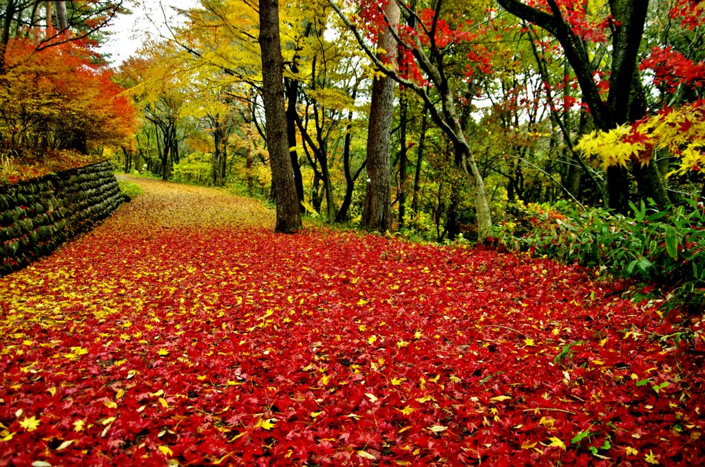 村松公園の紅葉_a0085114_2232266.jpg