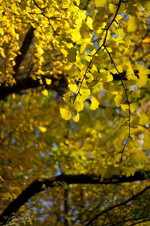 根岸森林公園の紅葉No2_f0344614_233629100.jpg