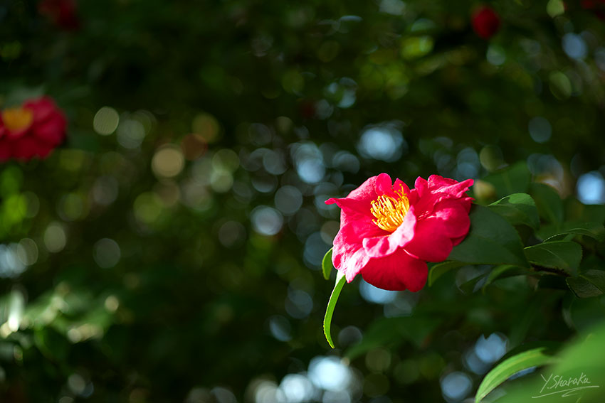 根岸森林公園の紅葉No2_f0344614_23365127.jpg