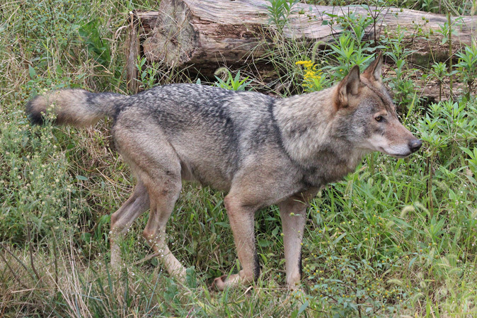 秋のオオカミたち セイタカアワダチソウと折れてしまったロキの耳 続々 動物園ありマス 秋のオオカミたち セイタカアワダチソウと折れてしまったロキの耳 続々 動物園ありマス