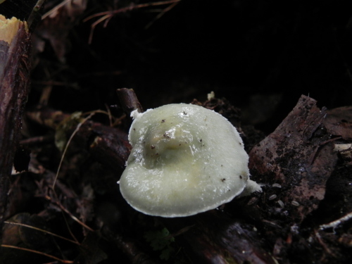 e0352220_13352189.jpg