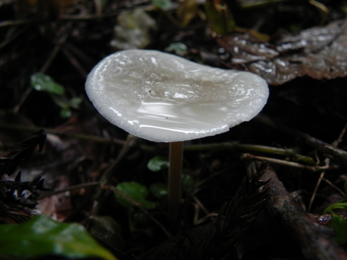 e0352220_13383936.jpg