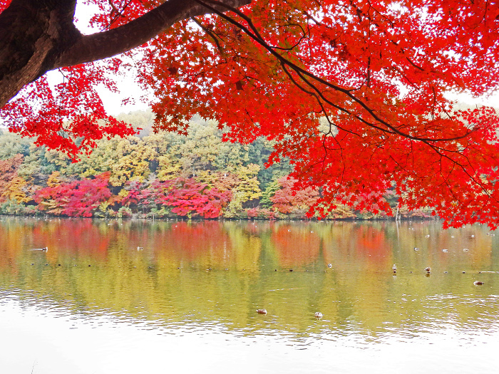 井頭公園の紅葉_c0346822_22395662.jpg