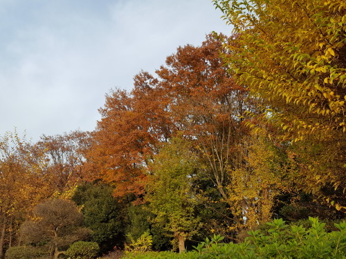 紅葉狩りin世田谷_e0016828_11014686.jpg