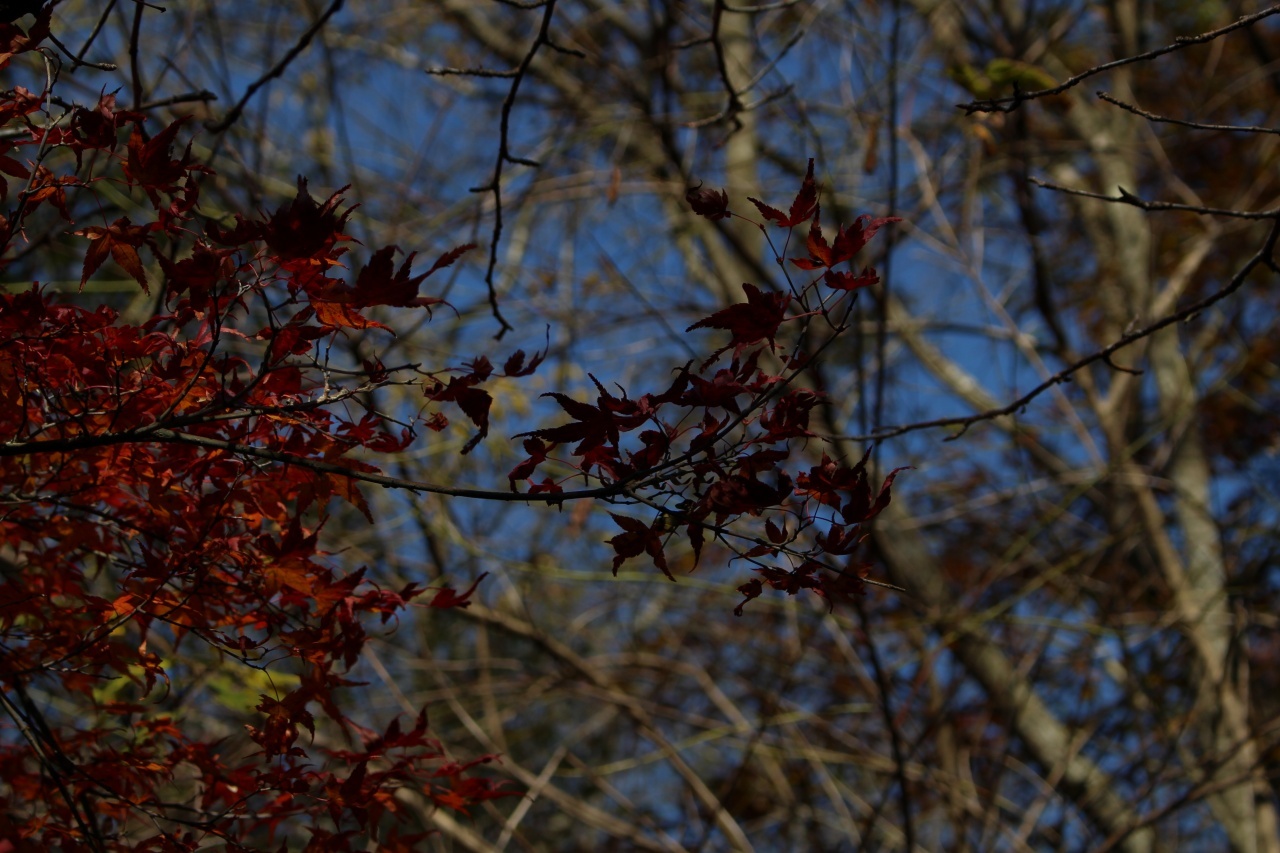 ▲11月の「月一山へ」報告_a0355629_10562267.jpg