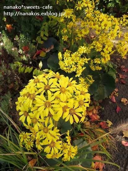 お散歩～公園のお花・お野菜♪_d0147030_19142809.jpg