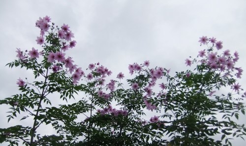 b0137932_13482223.jpg