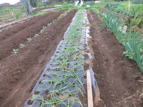 玉ねぎの植え付け...完了_b0137932_13584811.jpg