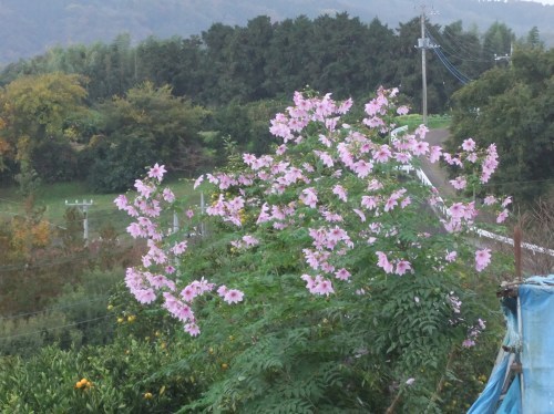 玉ねぎの植え付け...完了_b0137932_14272334.jpg