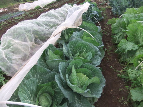 秋冬野菜の高騰..歓迎??_b0137932_15512658.jpg