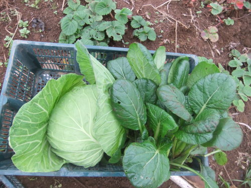 秋冬野菜の高騰..歓迎??_b0137932_15530282.jpg