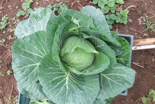 秋冬野菜の高騰..歓迎??_b0137932_15560400.jpg