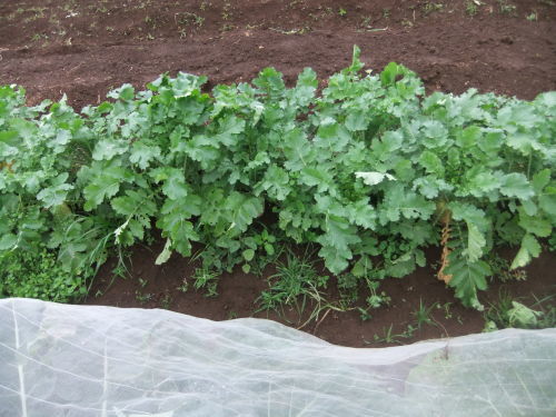 秋冬野菜の高騰..歓迎??_b0137932_15581550.jpg