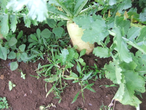 秋冬野菜の高騰..歓迎??_b0137932_15584455.jpg