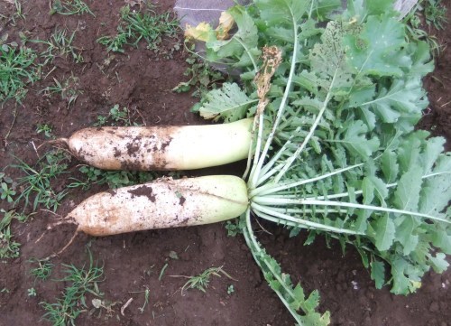秋冬野菜の高騰..歓迎??_b0137932_16014779.jpg