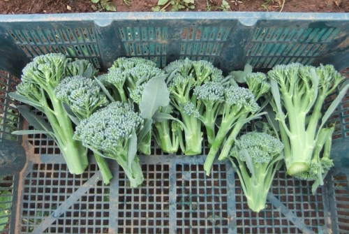 秋冬野菜の高騰..歓迎??_b0137932_16031690.jpg