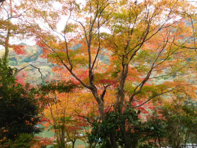 京都紅葉情報　2016　11/21_d0106134_2371191.jpg