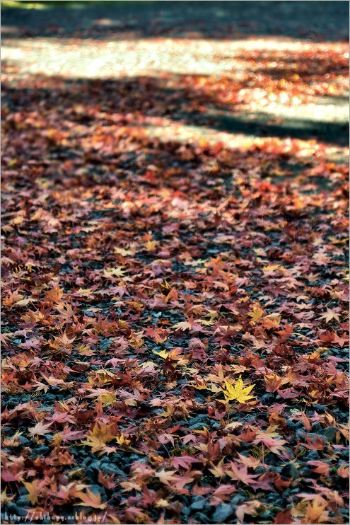 e0011137_21504915.jpg