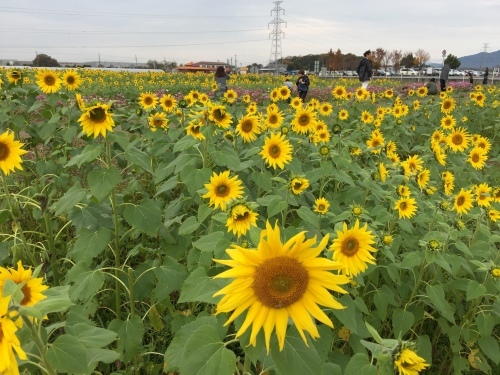 あちこち寄ってから 永源寺の紅葉_b0323340_13084306.jpg