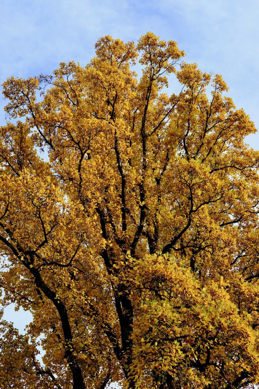 東京 街角スナップ　紅葉の新宿御苑　2016.11.17　Autumn in Shinjuku-Gyoen, Tokyo_b0212342_17295637.jpg