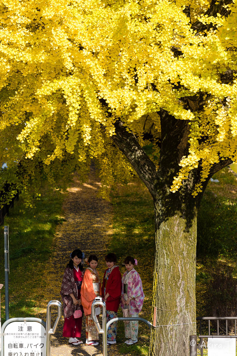 京都のイチョウ並木 2016 〜1〜_f0152550_21210803.jpg