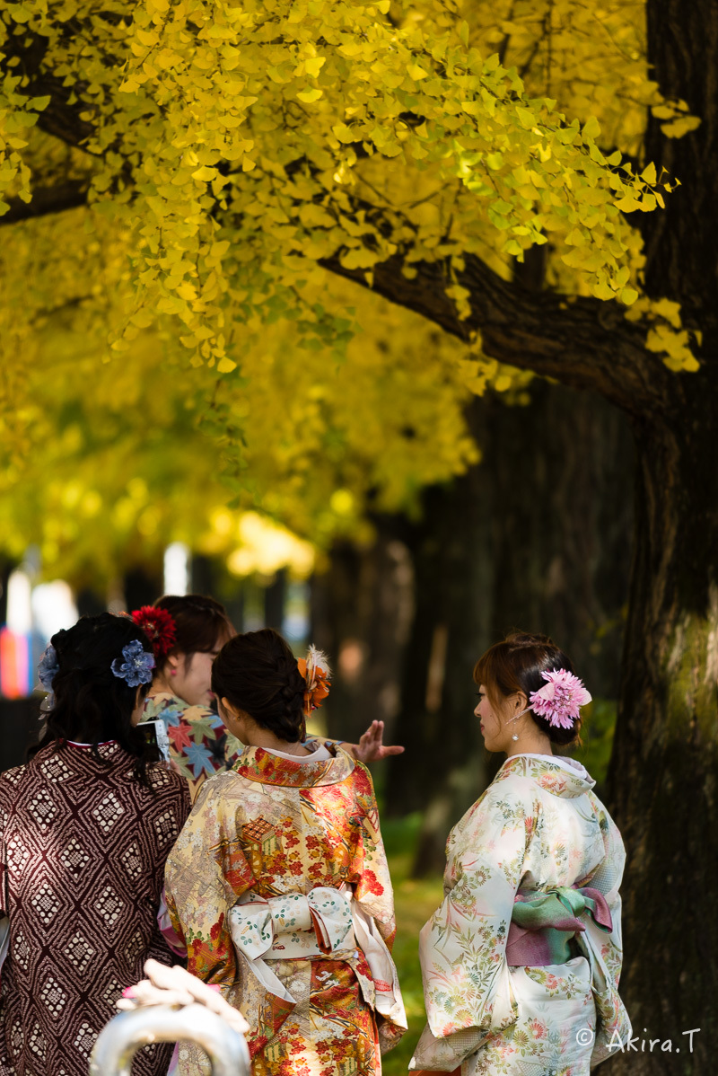 京都のイチョウ並木 2016 〜1〜_f0152550_21213200.jpg