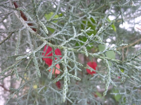 c0225153_14254244.jpg