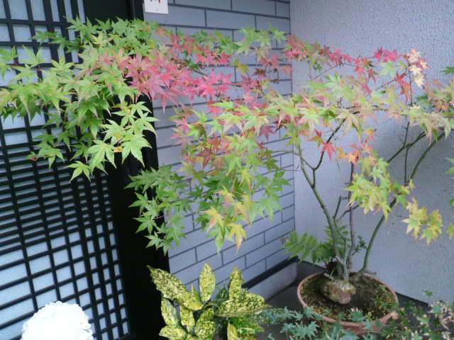 c0043055_16354551.jpg