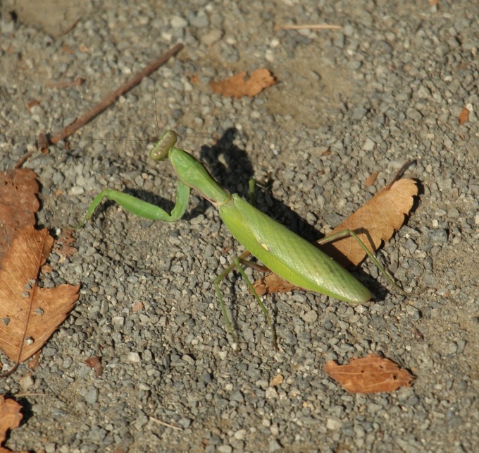 a0248459_16152080.jpg